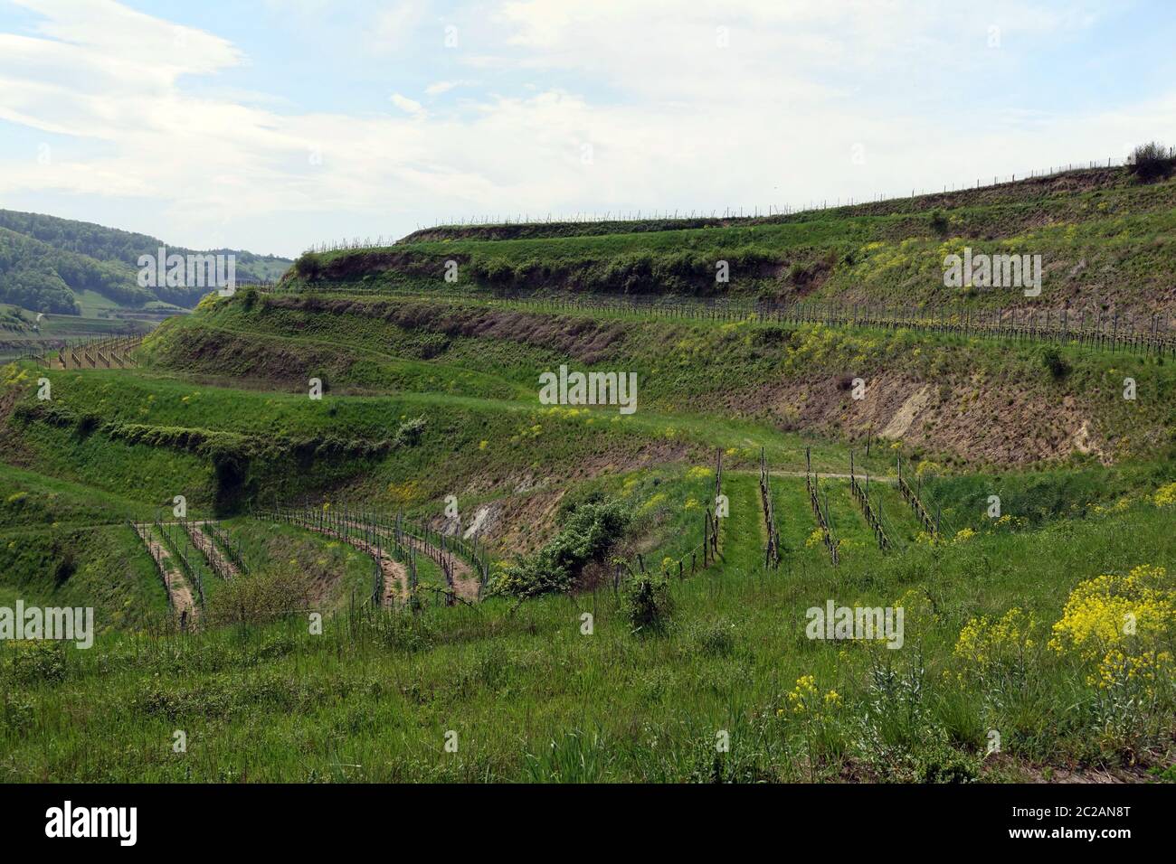 Viticulture on small terraces at Schelinger Kirchberg Stock Photo