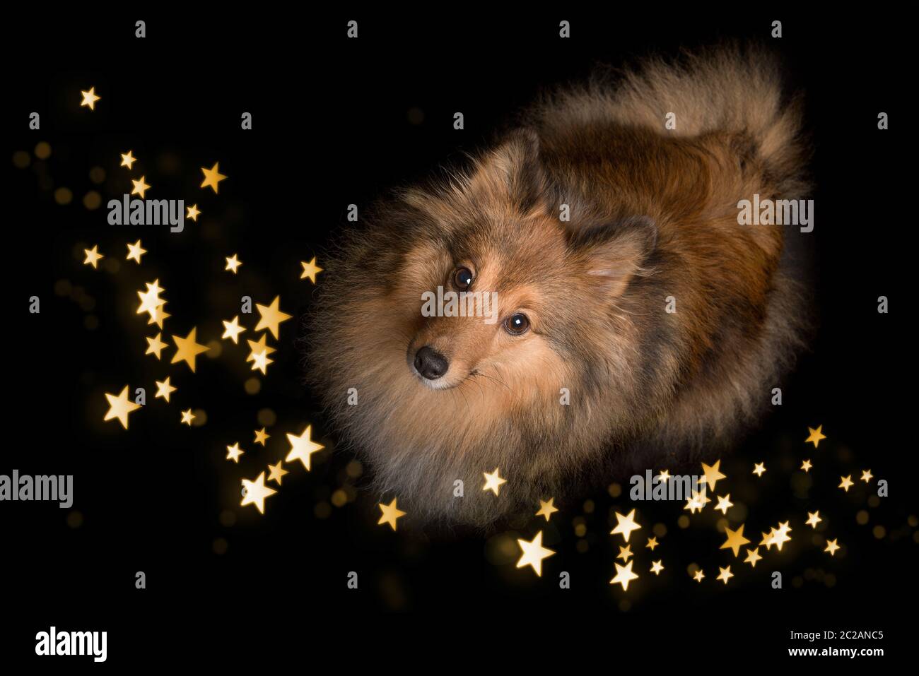 Shetland sheepdog looking up on a black background with star shaped lights Stock Photo