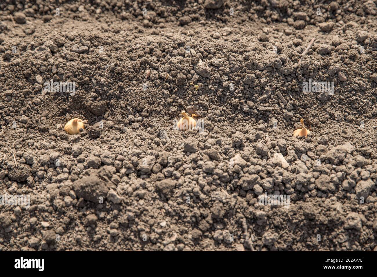 Onion soil hi-res stock photography and images - Alamy