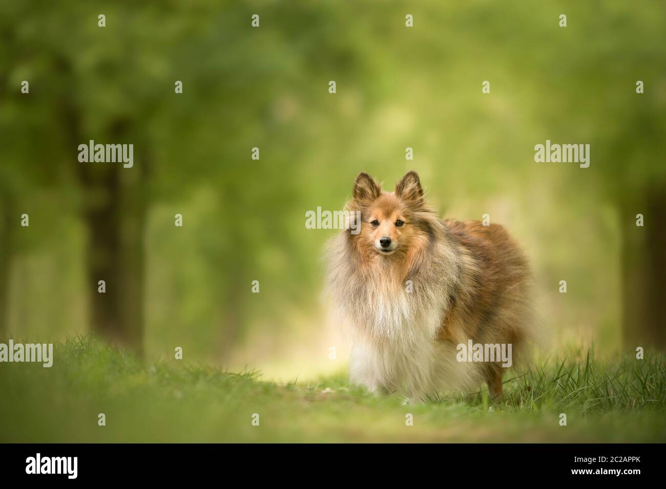 Spring hotsell lake shelties