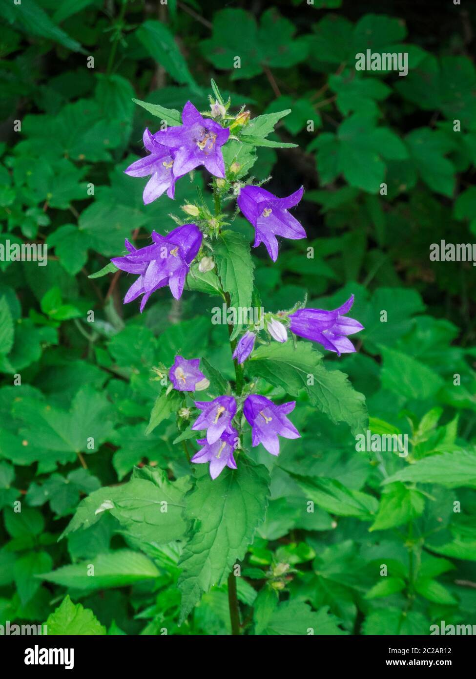 Close-up of a Swallow-wort gentian (lat: Gentiana asclepiadea) among other meadow plants in summery Bavaria. Stock Photo