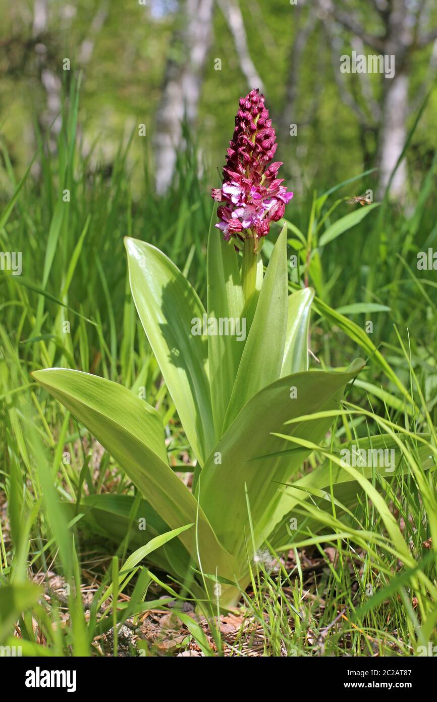 Purple crunched Orchis purpurea blooms in the Liliental at your Stock Photo