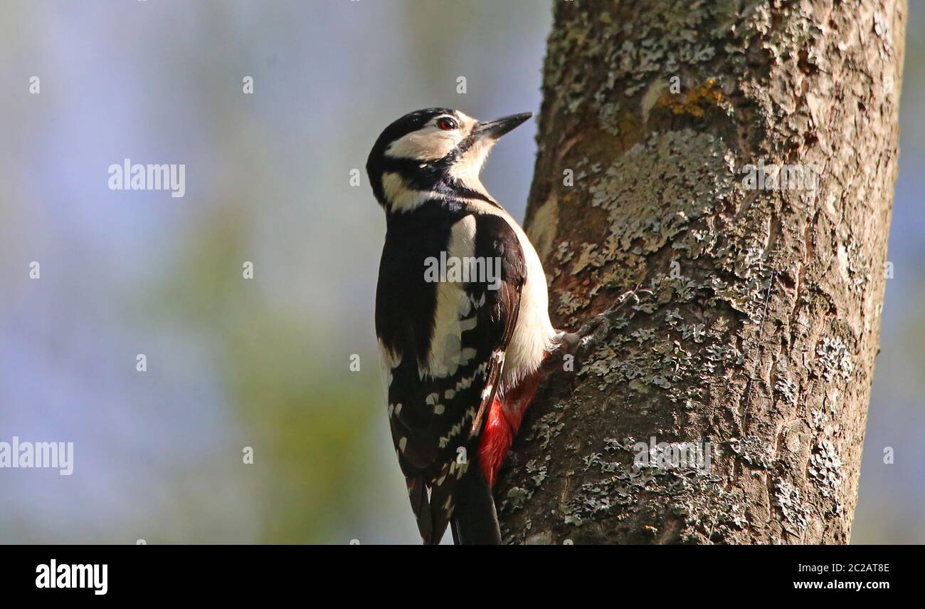 Colored woodpecker Dendrocopos major in the Liliental near you Stock Photo