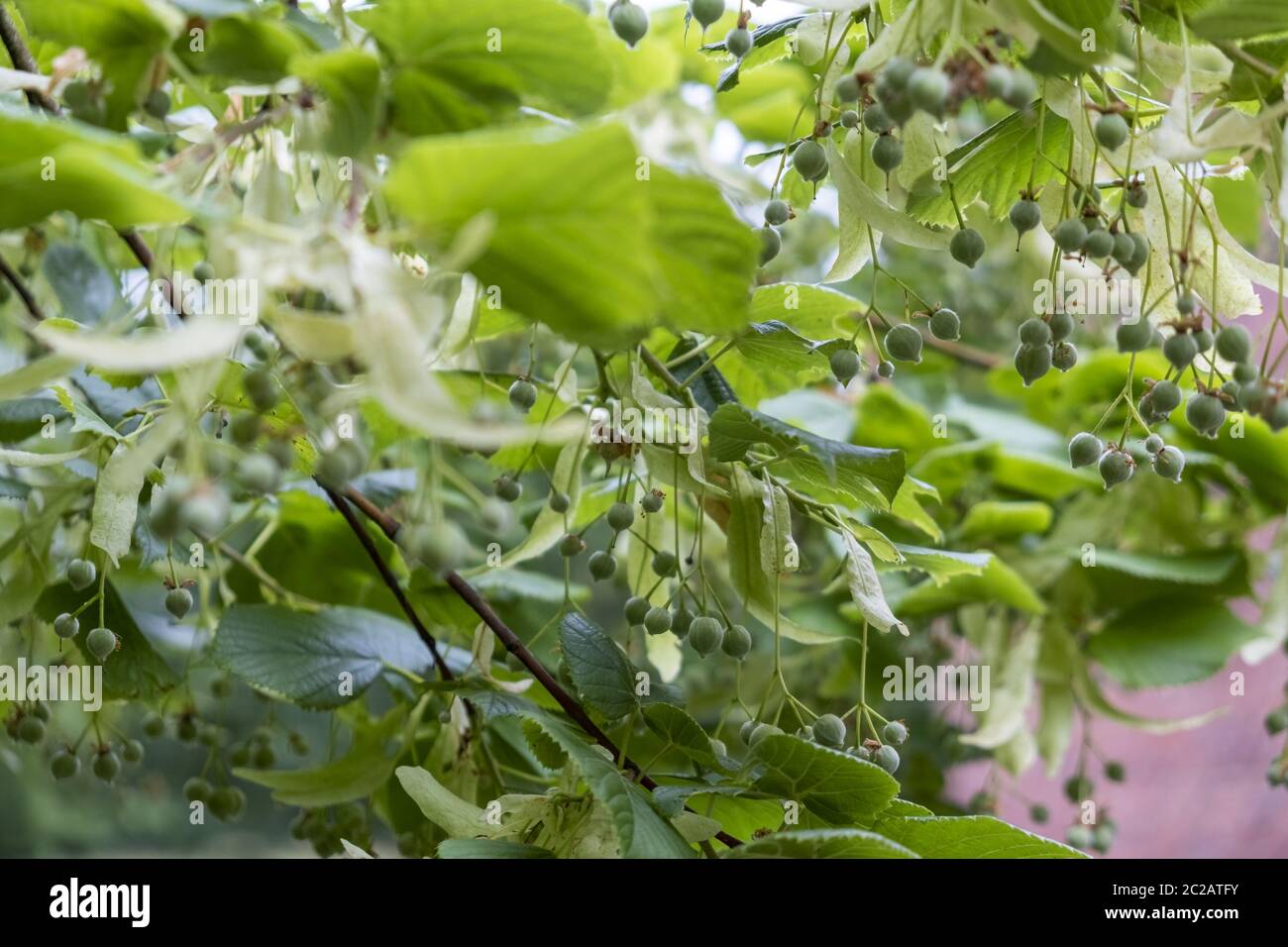 Fruits of the lime tree (Tilia) Stock Photo