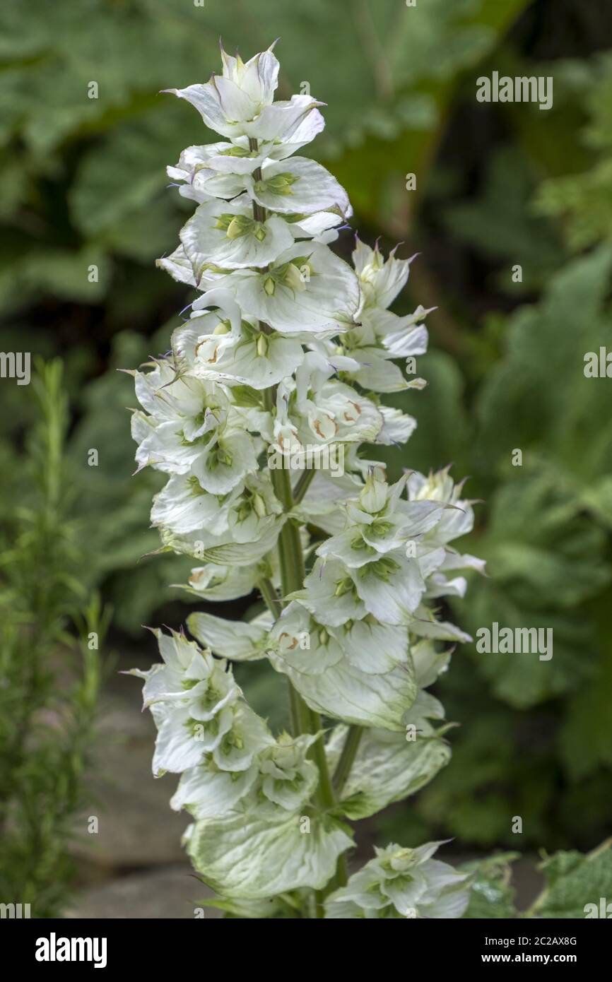 clary sage (Salvia sclarea) Stock Photo