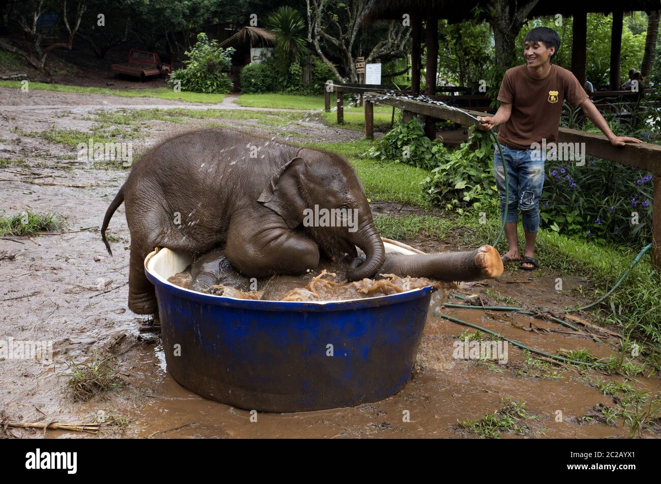 Baby elephants baby elephant hires stock photography and images Alamy