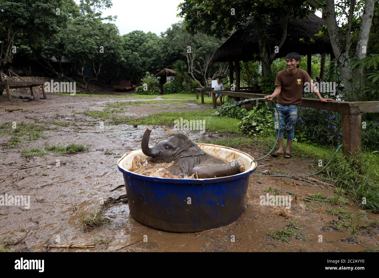 Baby elephants bath at the Patara Elephant Farm, in the jungle forest of Chang Mai. Stock Photo