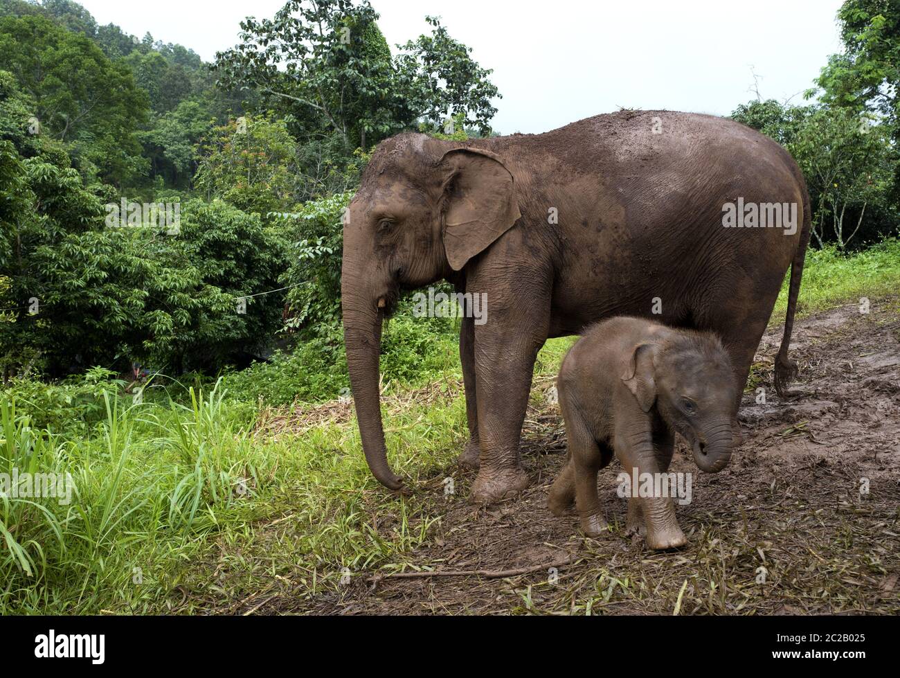 Little baby elephant with his mother in the jungle forest of Chang Mai, Thailand Stock Photo