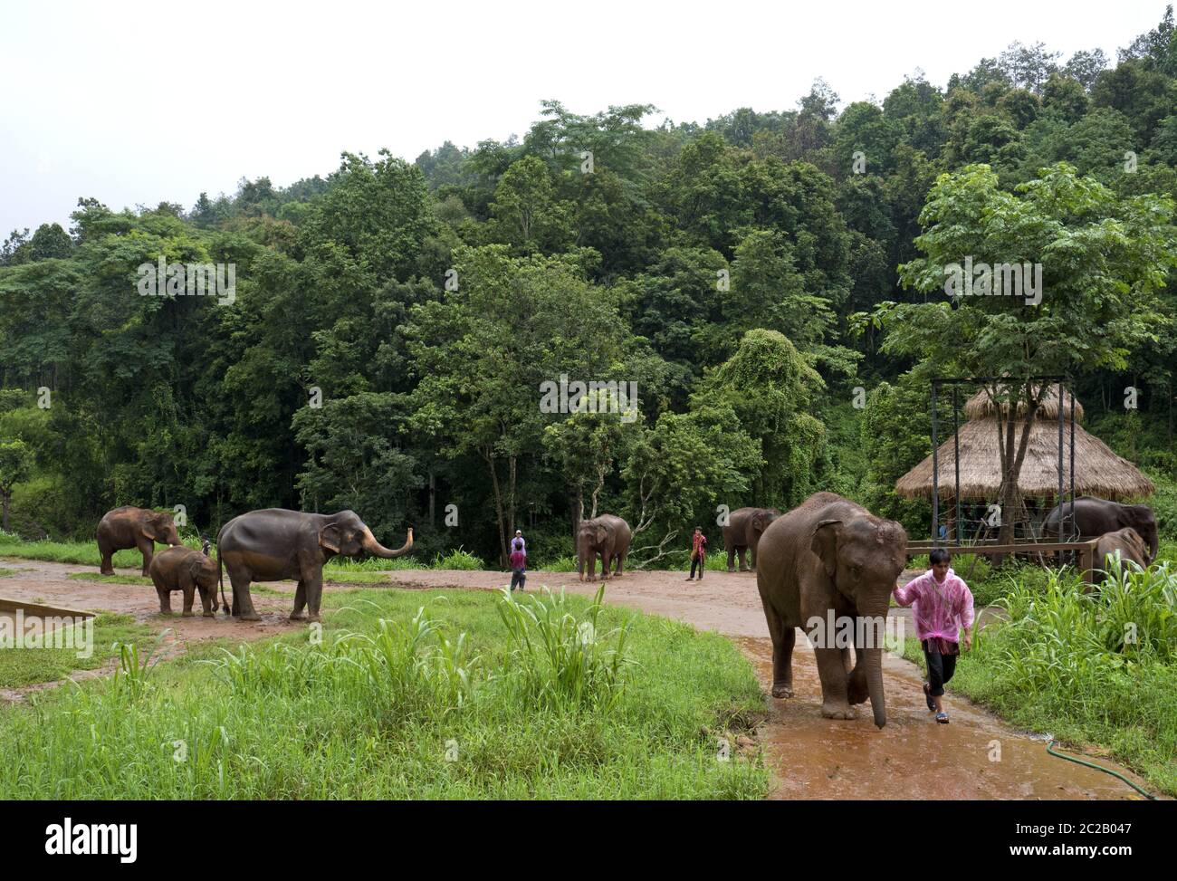 Elephants at the Patara Elephant Farm, in the jungle forest of Chang Mai. Stock Photo