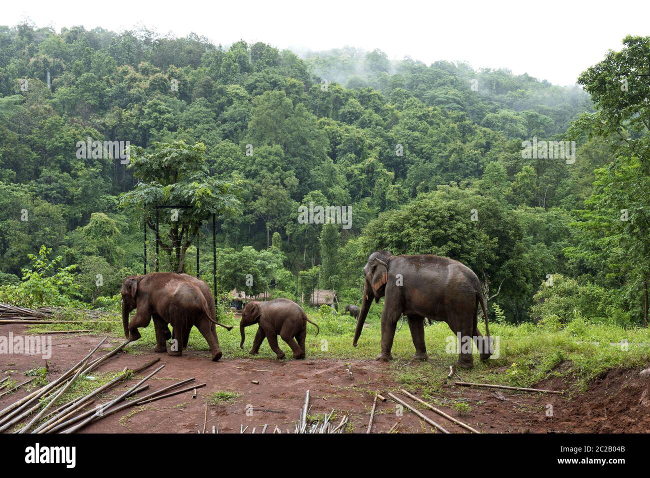 Elephants at the Patara Elephant Farm, in the jungle forest of Chang Mai. Stock Photo