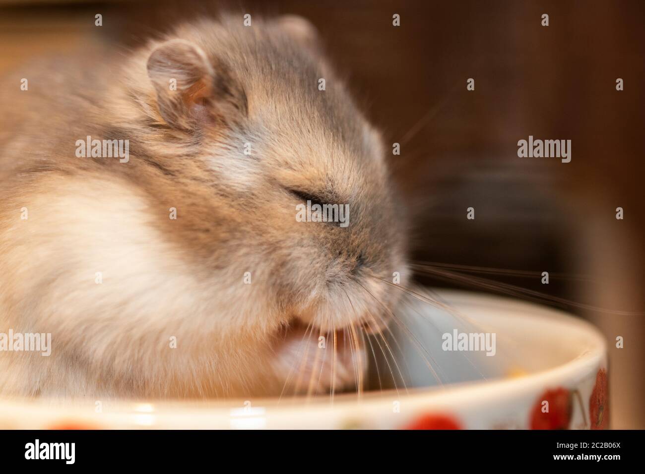 Dwarf hamster sleeps in the food bowl Stock Photo Alamy