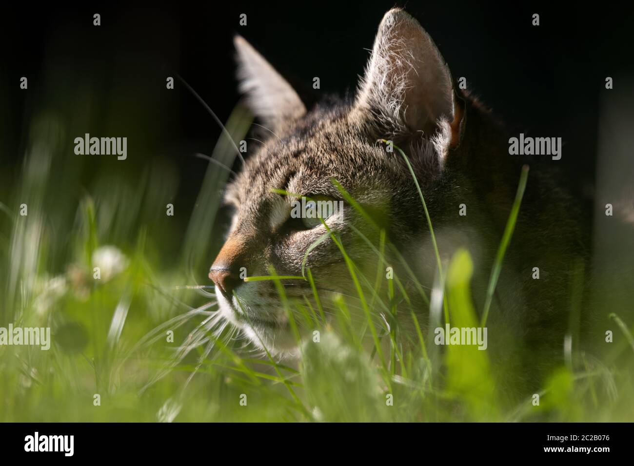 Domestic cat hunt hires stock photography and images Alamy