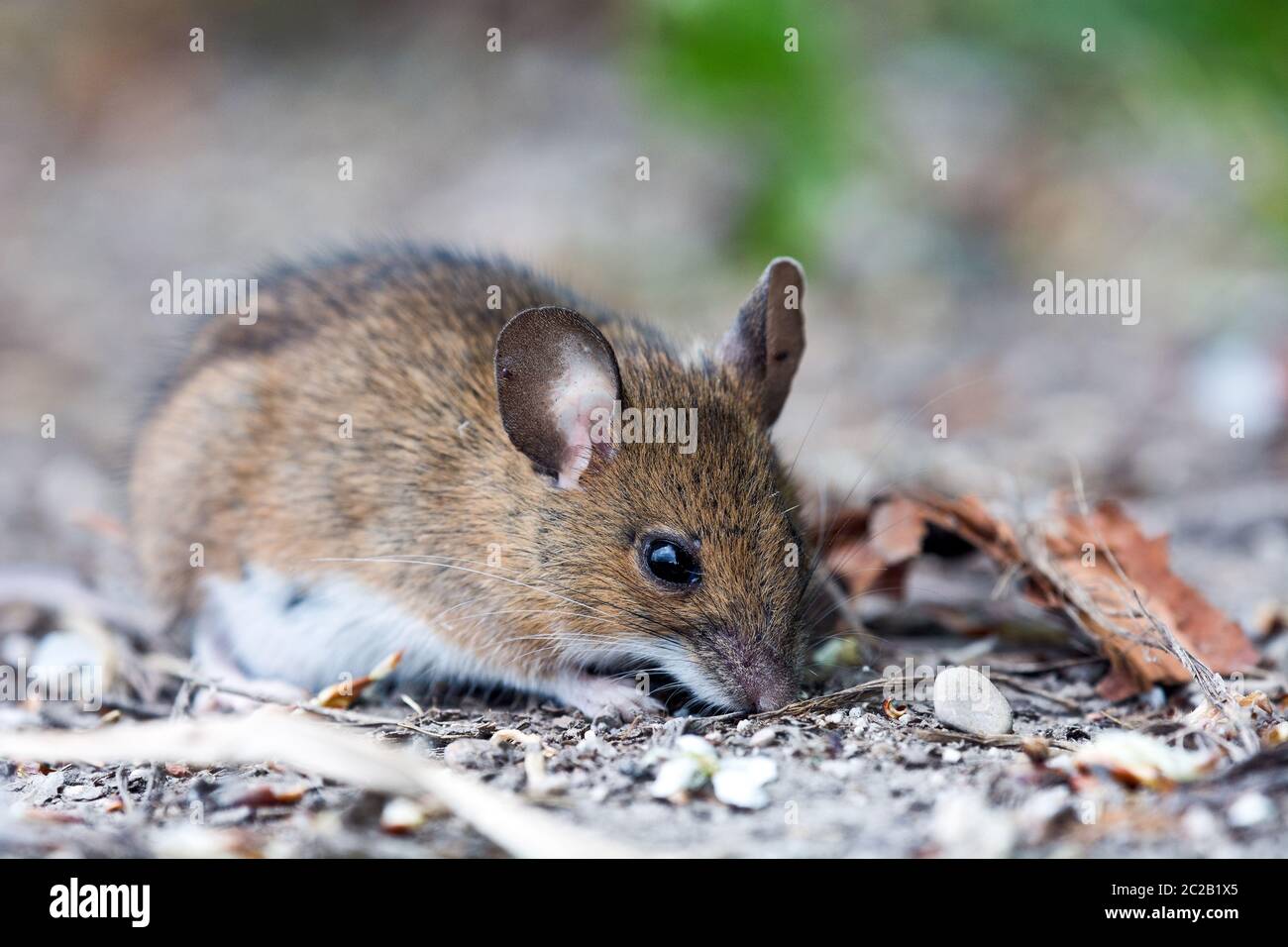 a little mouse with soft fur Stock Photo
