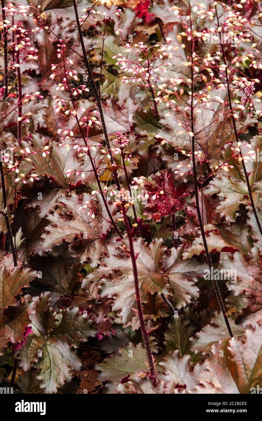 Deep Dark Leaves Heuchera 'Black Taffeta' Dark Heuchera Foliage Garden Perennial Plant Hardy Perennials June Heucheras Coral Bells Alumroot Coralbells Stock Photo