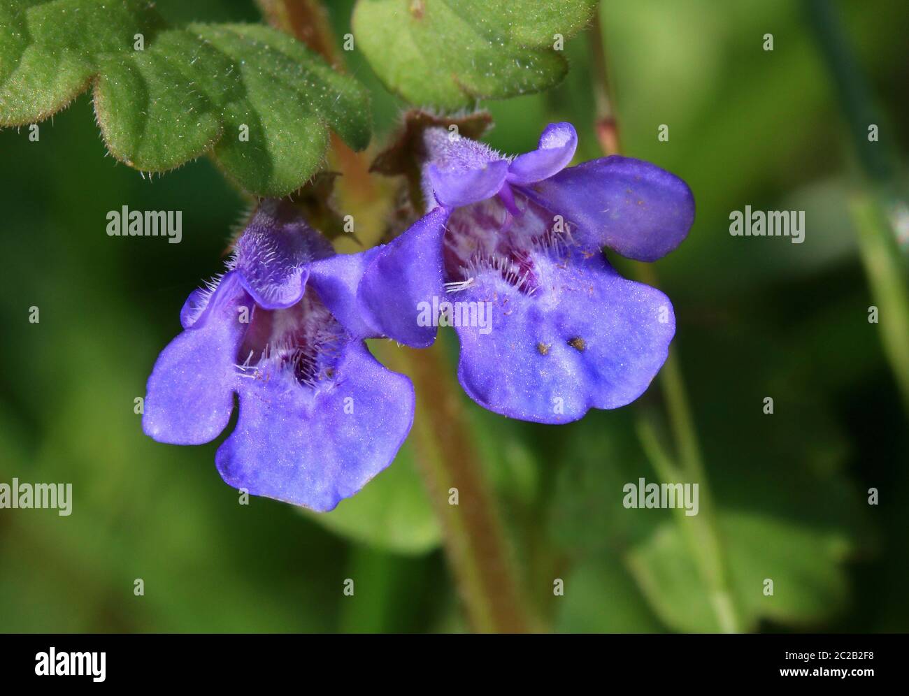 ground-ivy, Glechoma hederacea, two blue blossoms Stock Photo