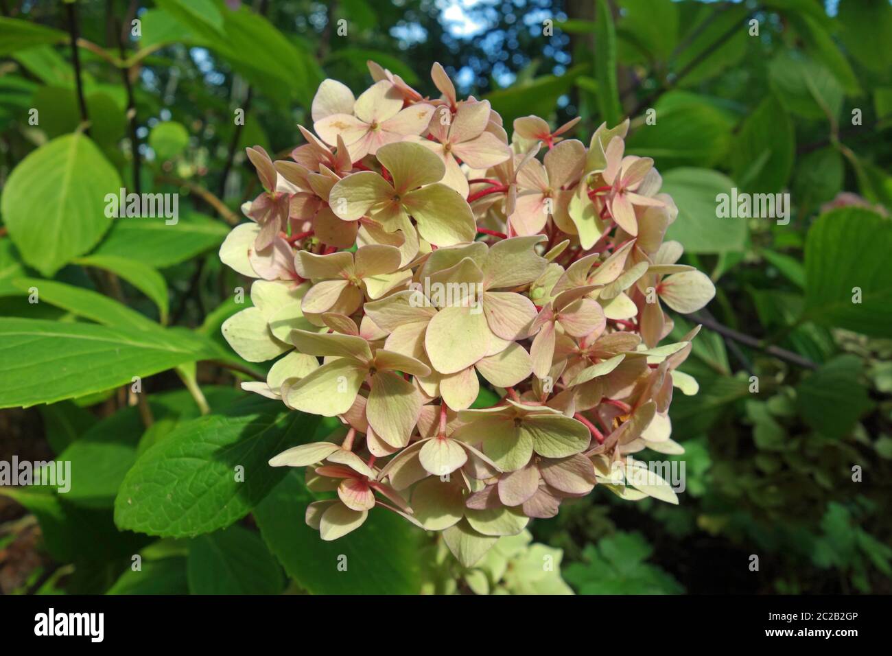 Hydrangea macrophylla garden hi-res stock photography and images - Alamy