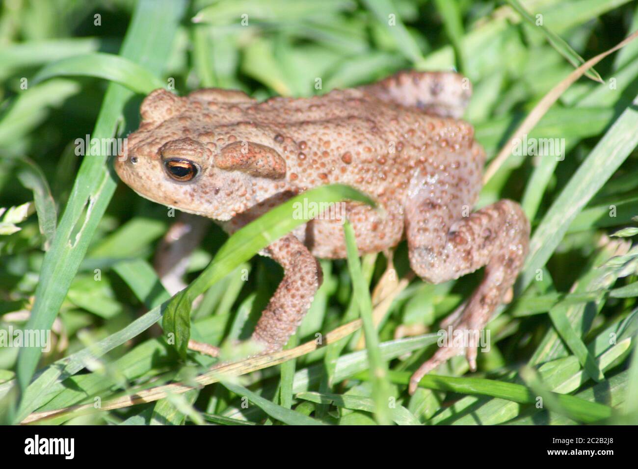 Common Toad  (Bufo bufo) Stock Photo