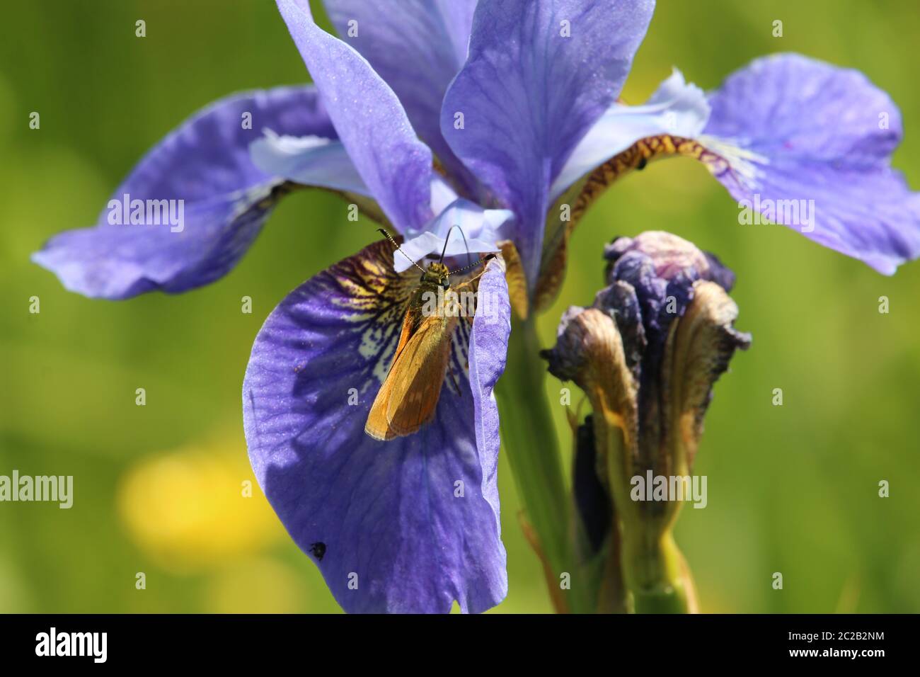 Purple iris flower with large skipper butterfly (Ochlodes sylvanus) feeding on one of the flowers. Stock Photo