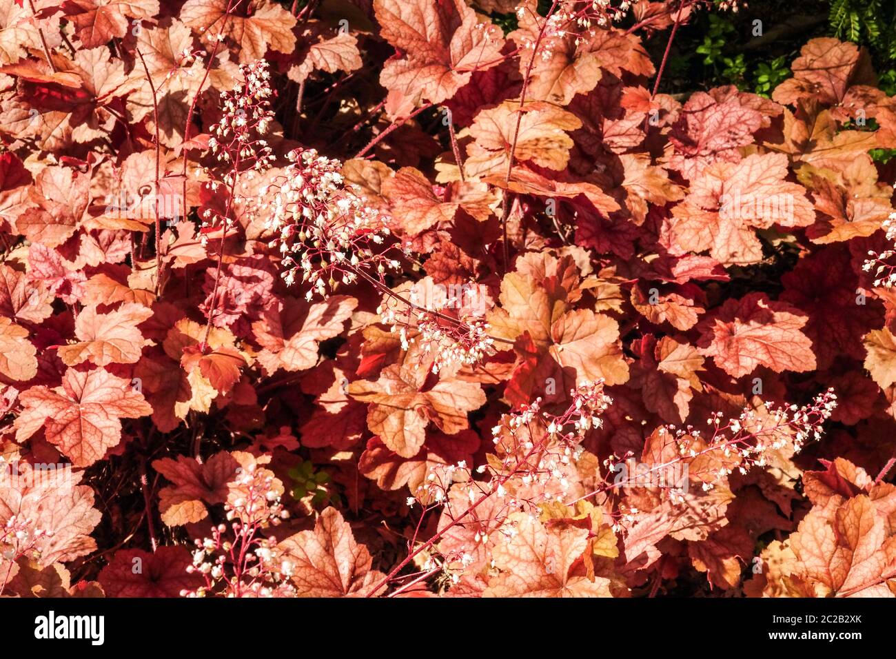 Heuchera 'Fire Alarm' Heuchera June Leaves Apricot Colour Foliage Heucheras Garden Plant Perennial Plants Edge Coral Bells Alumroot Coralbells Stock Photo