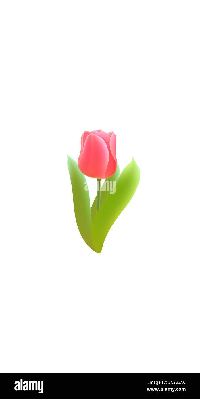 3D realistic romantic tulip flower social media cover. Highlights ...