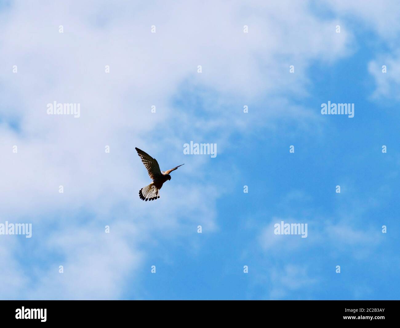 hawk flying and hunting with spread wings Stock Photo Alamy