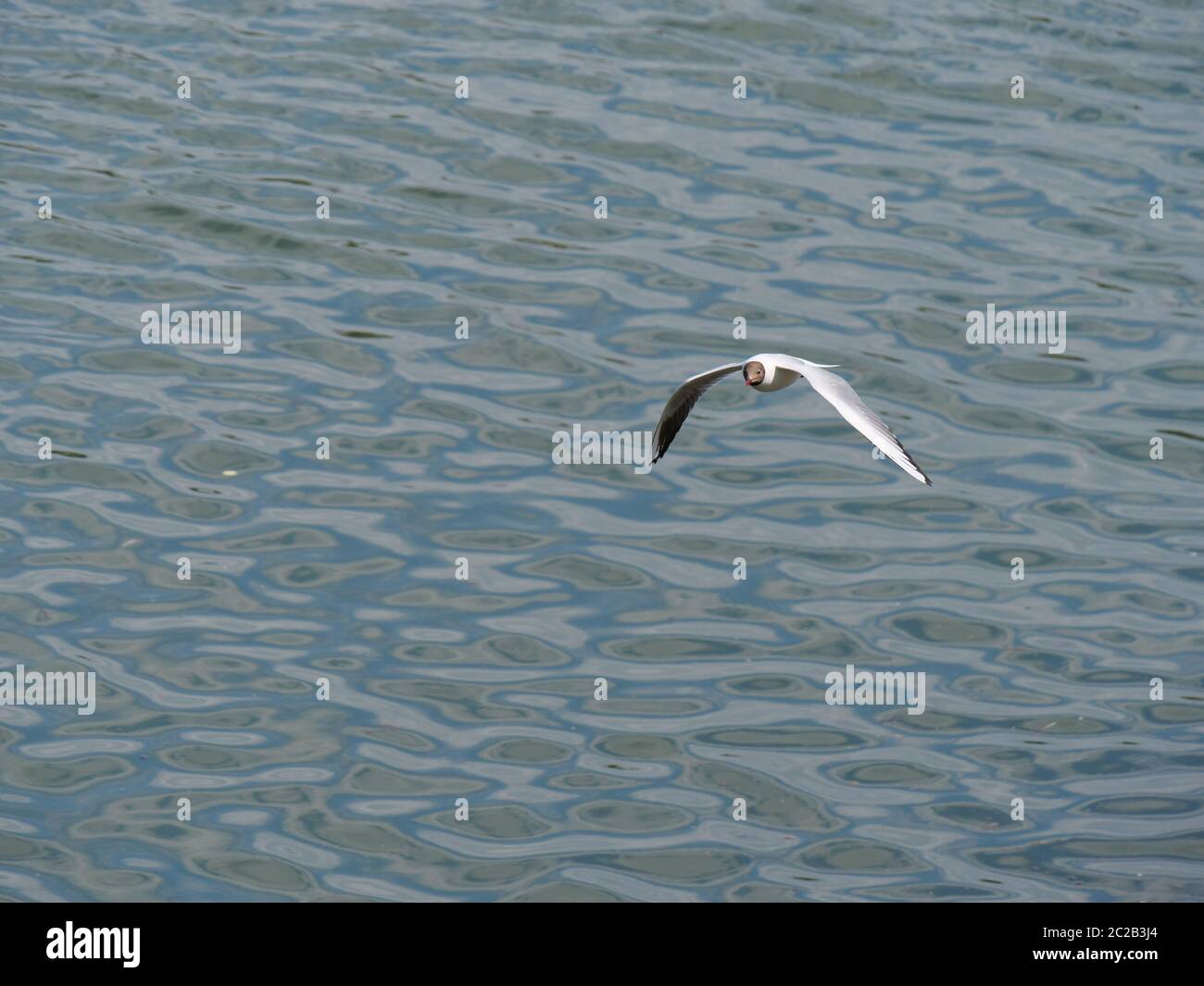 Little gull flying mid-air with spread wings Stock Photo