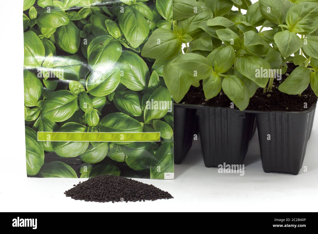 basil plant in tray for pouring into the ground Stock Photo