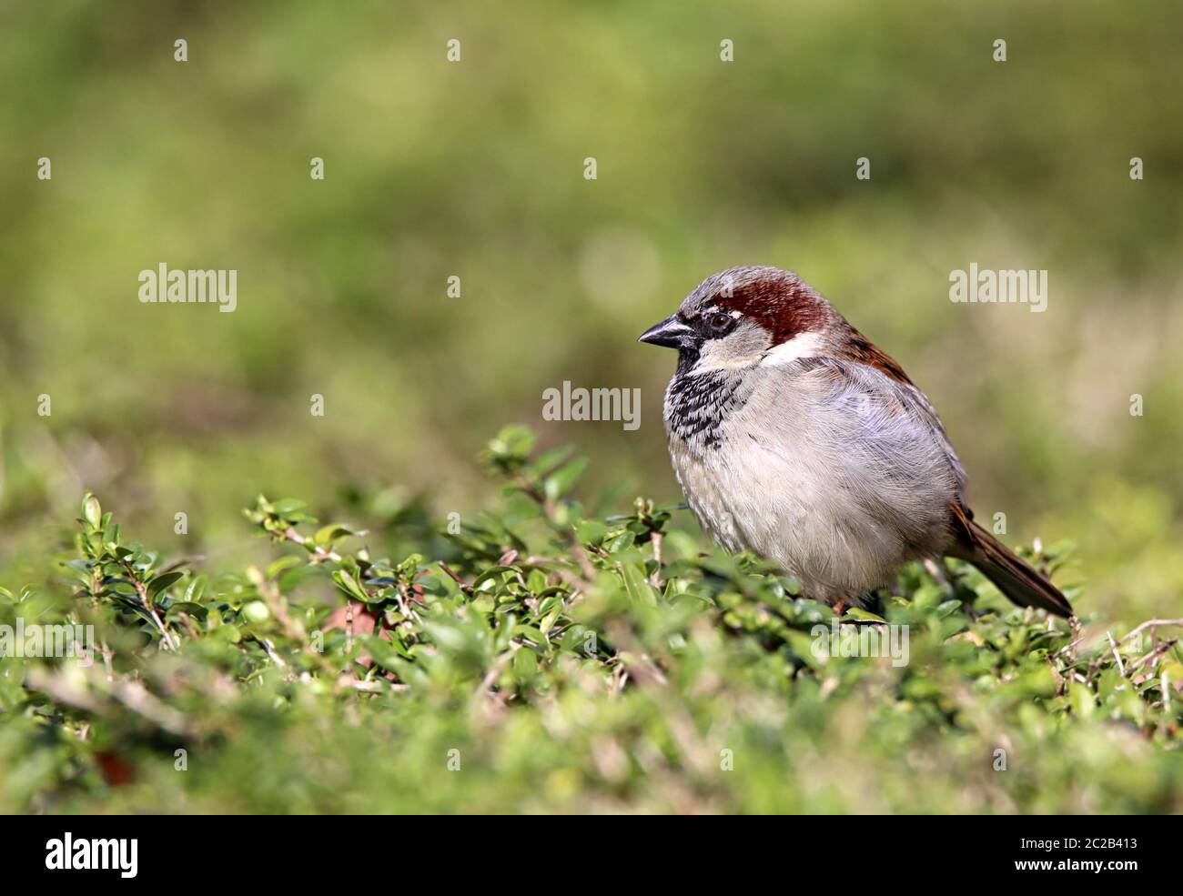 Passer domesticus males hi-res stock photography and images - Alamy