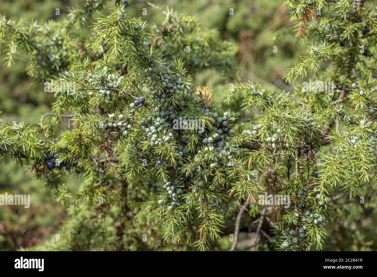 Common juniper (Juniperus communis) Stock Photo