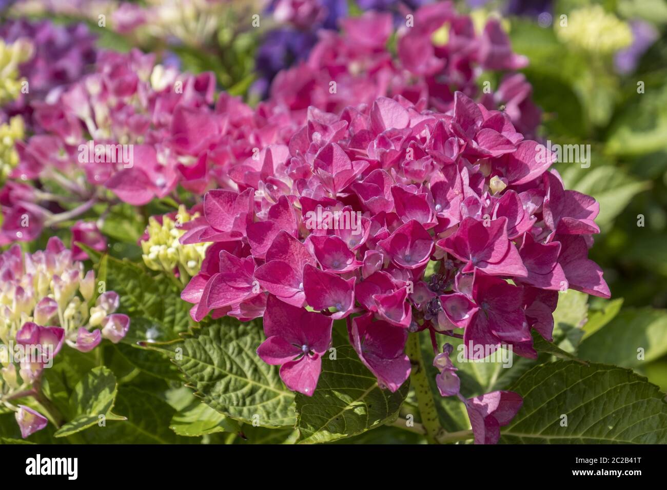 hydrangea blossom Stock Photo
