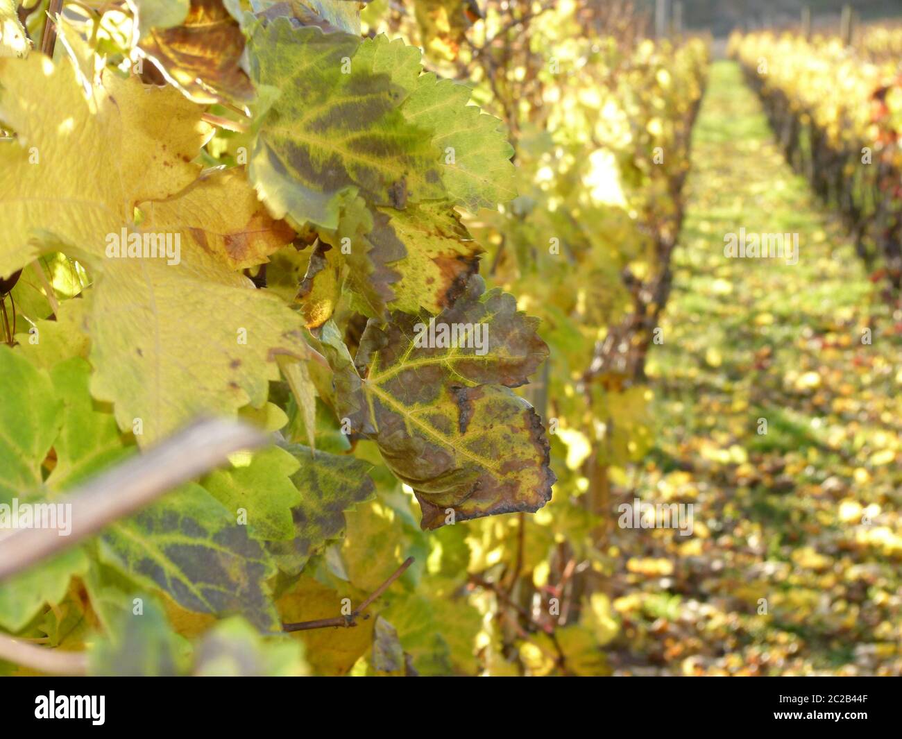 Grape vines with autumn leaves in a beautiful light mood 3 Stock Photo