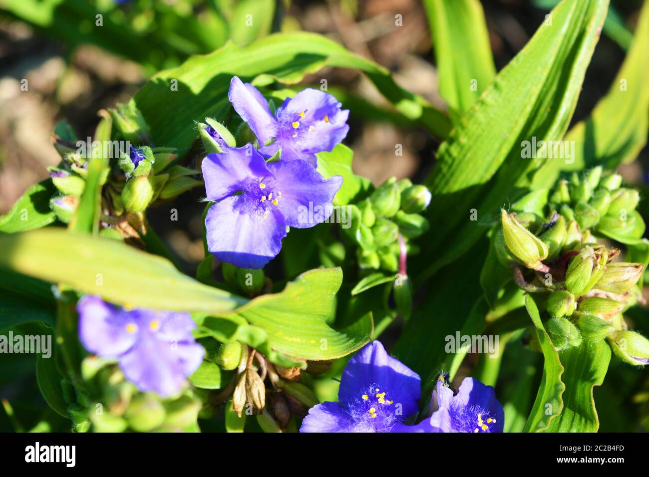 Blue lovely flowers of the tradinscence growing on the street and lit by the bright summer sun, tradescantia. Stock Photo