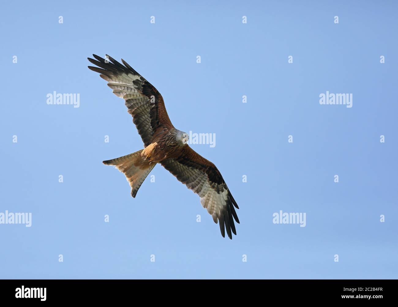 Red kite (Milvus milvus) flying Stock Photo