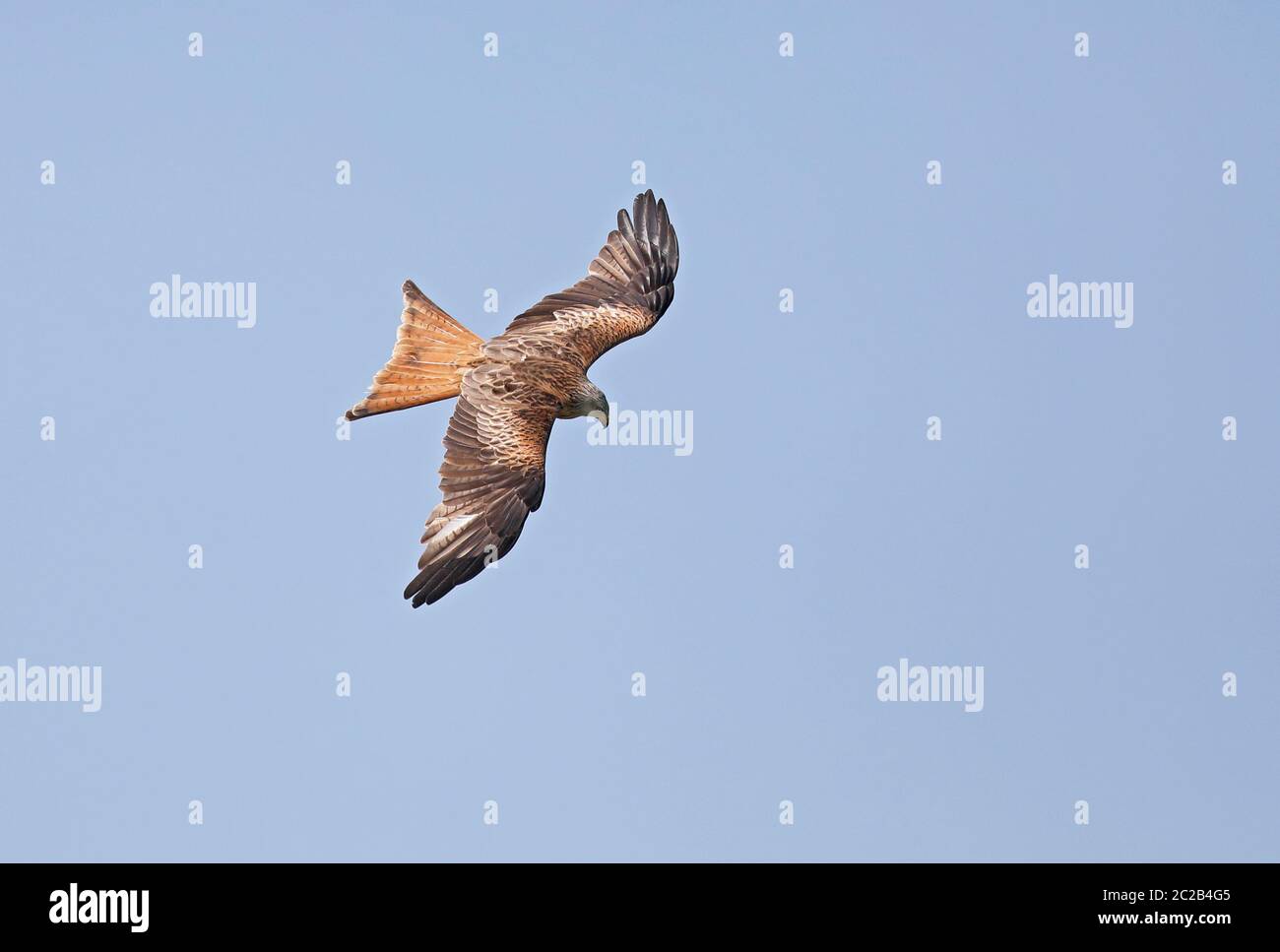 Red kite (Milvus milvus) flying Stock Photo