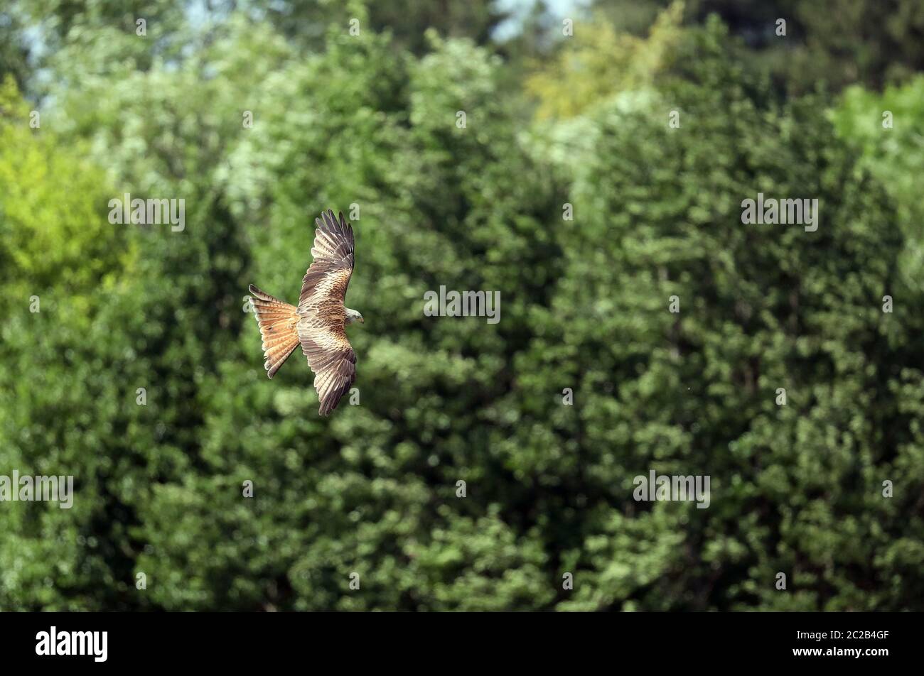 Red kite (Milvus milvus) flying Stock Photo