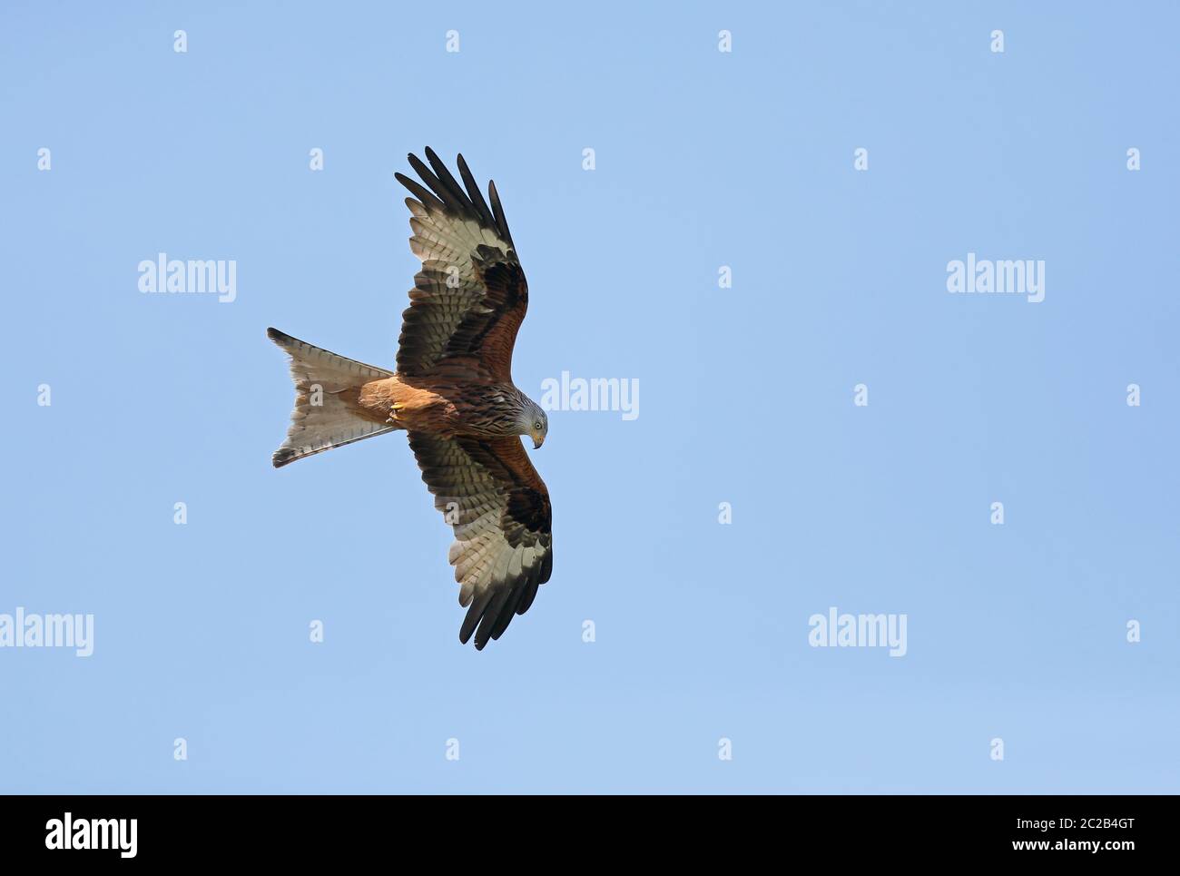Red kite (Milvus milvus) flying Stock Photo