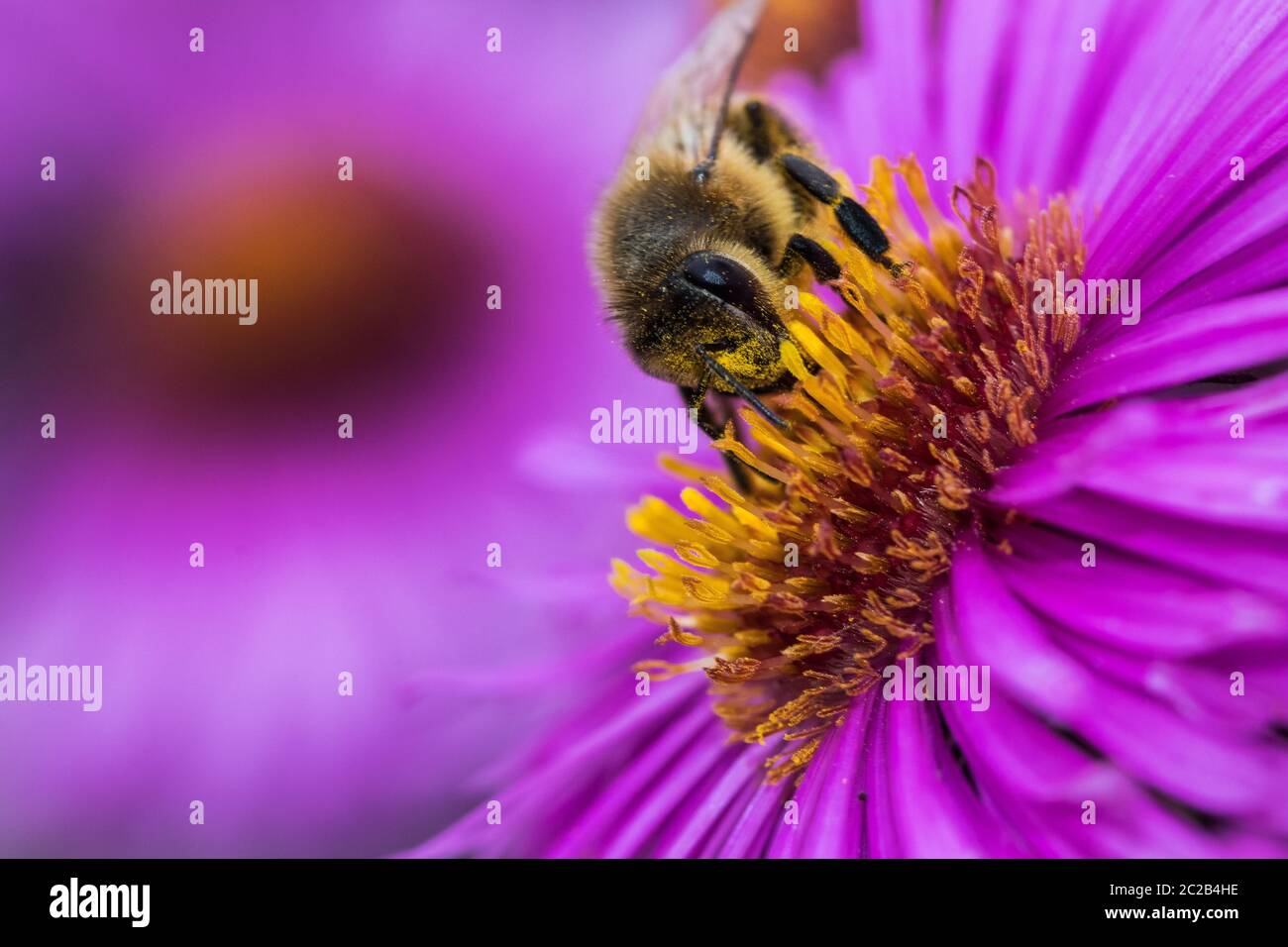 Bee in the middle of a purple bloom Stock Photo