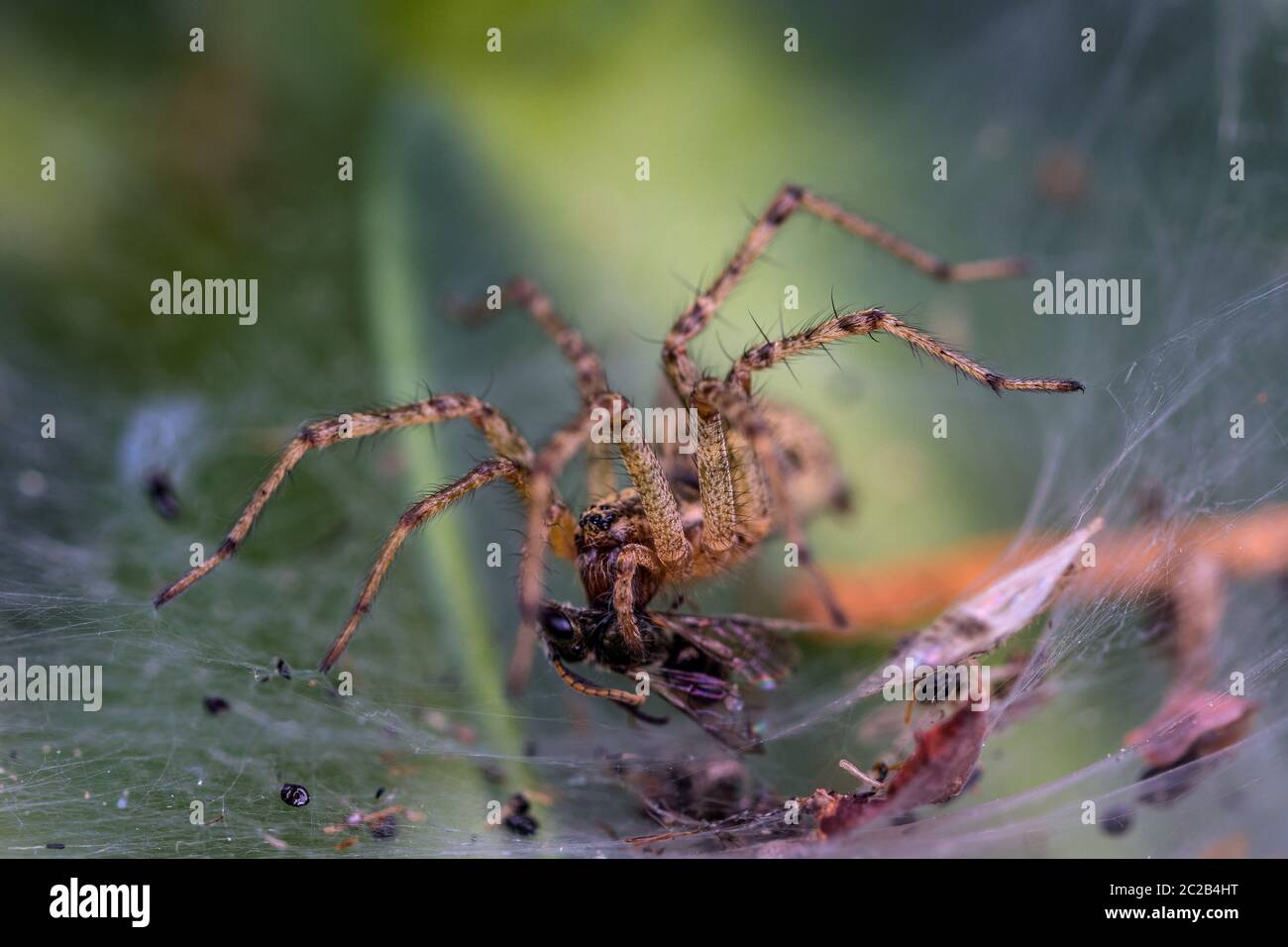 Small spider eats a fly Stock Photo - Alamy