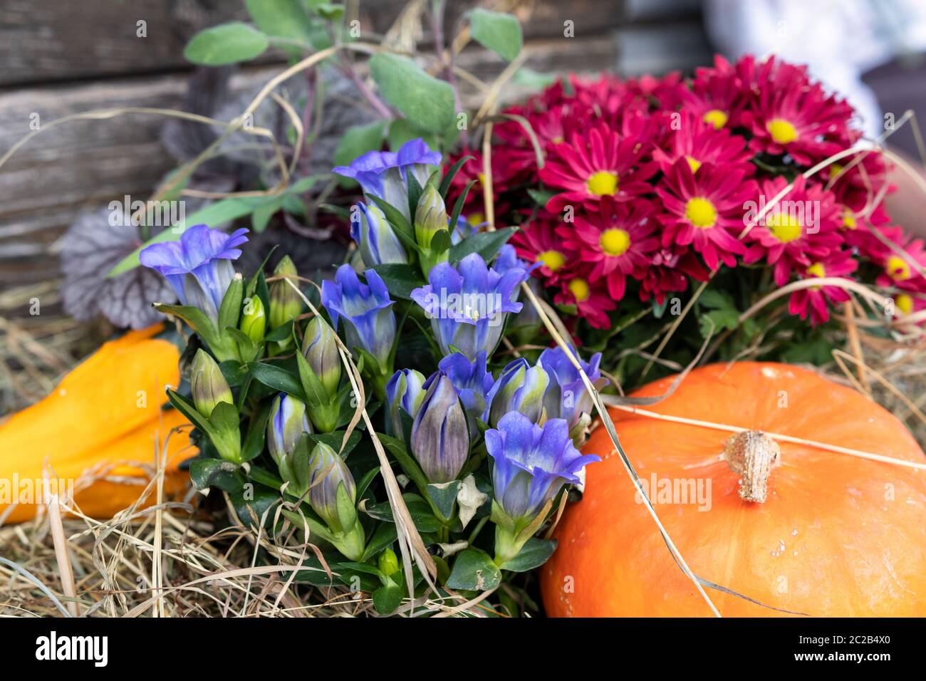 Flower basket with pumpkin Stock Photo