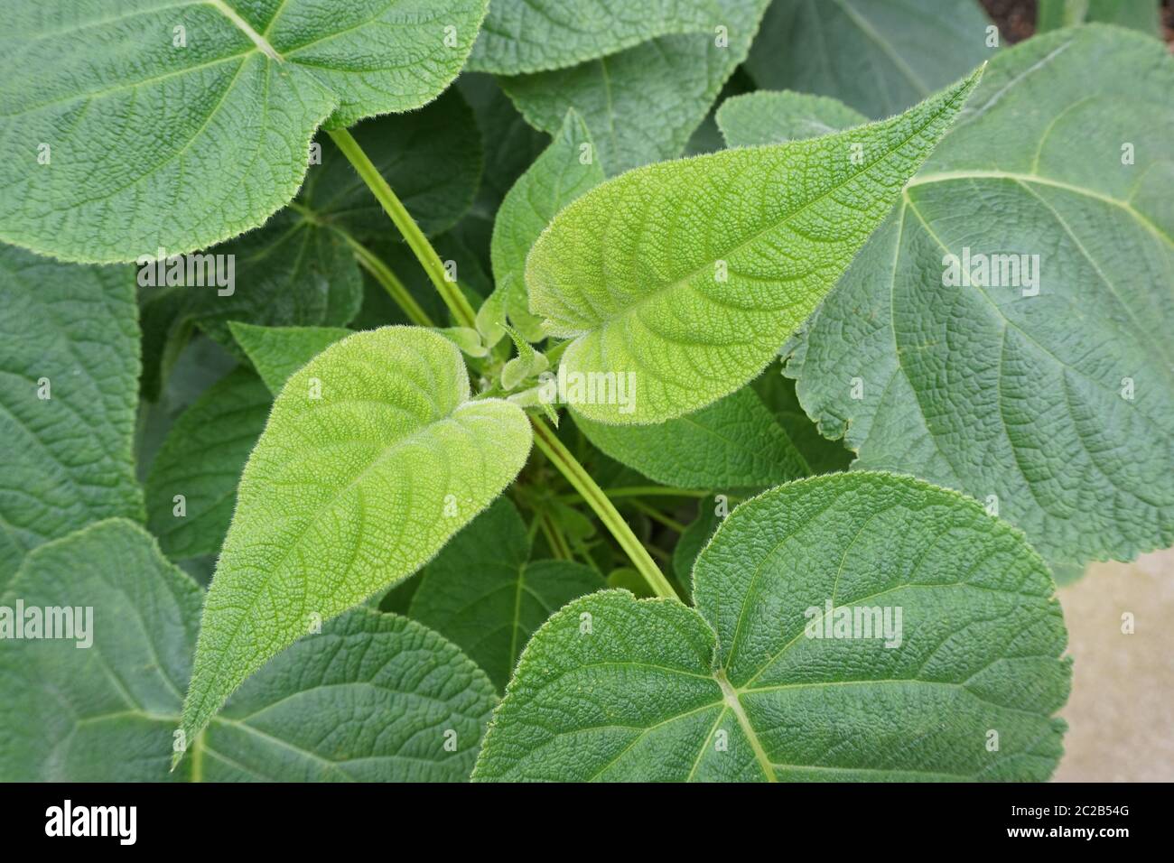 Hairy green leaf plant Stock Photo Alamy