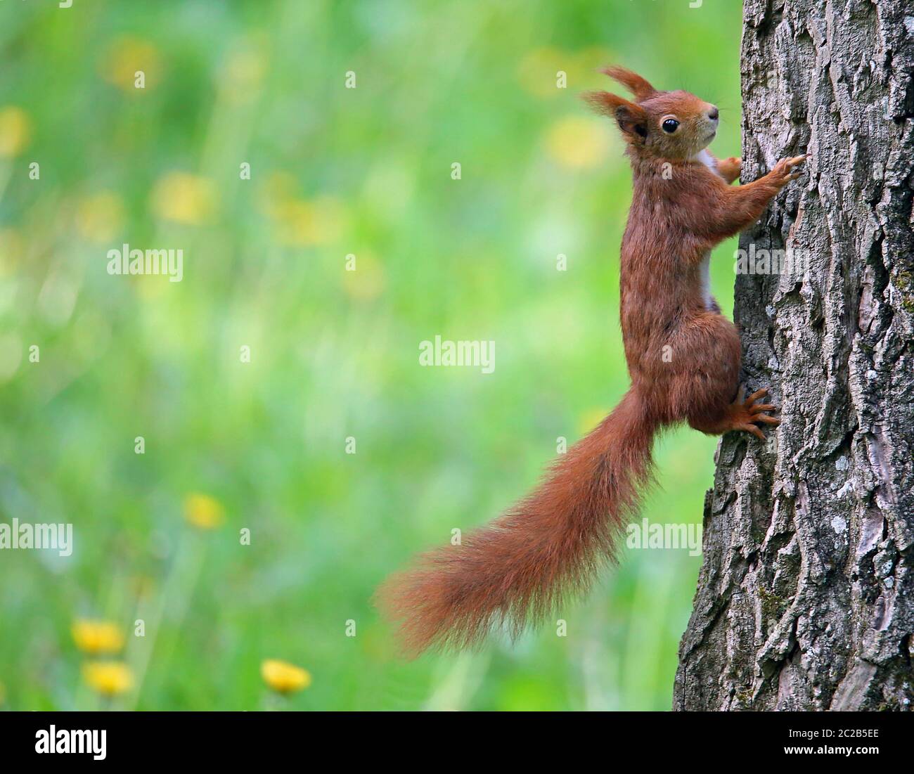 Red brown squirrel Sciurus vulgaris perpendicular to bark of a park tree Stock Photo