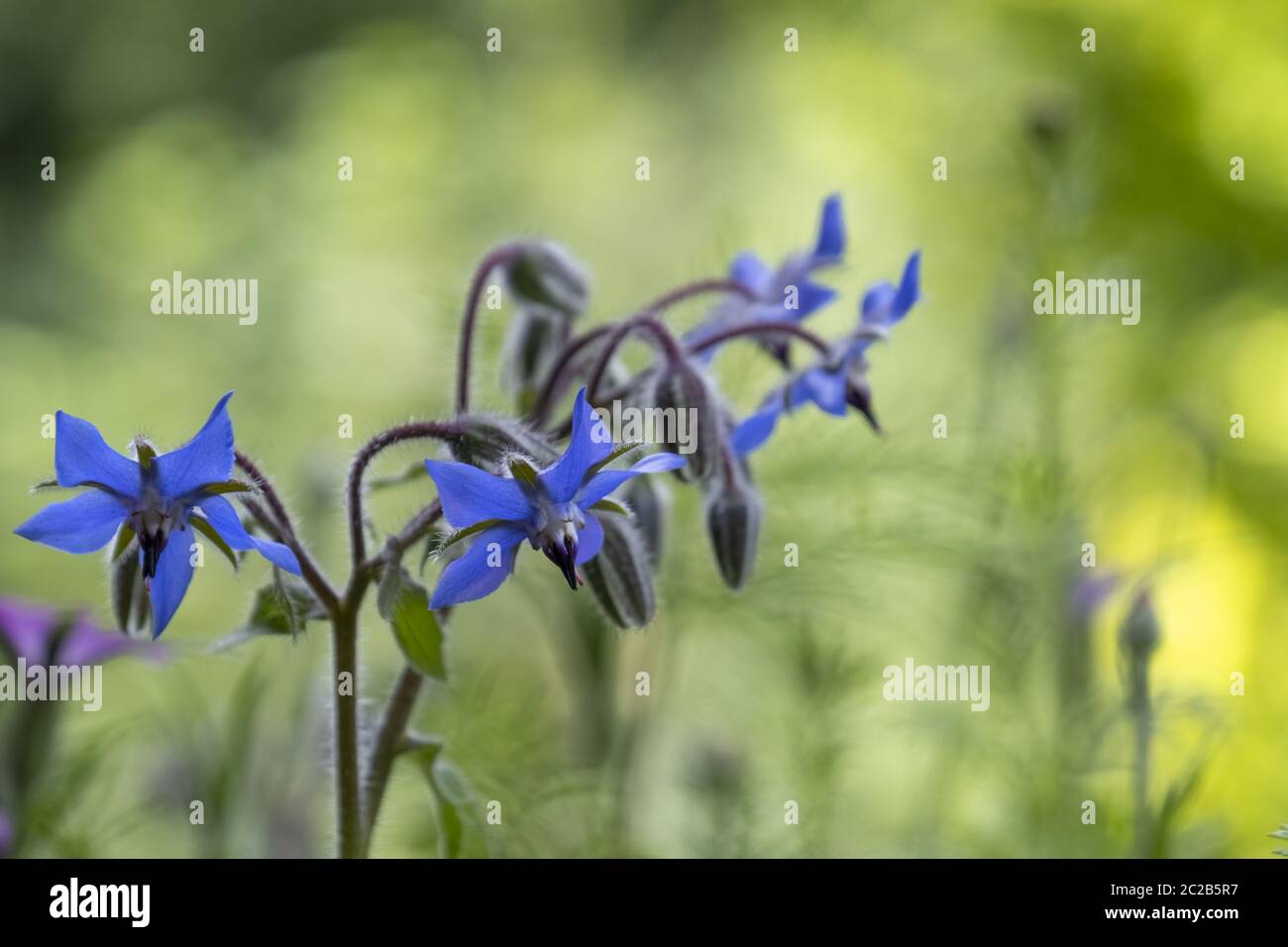 Borage flowers (Borago officinalis) Stock Photo