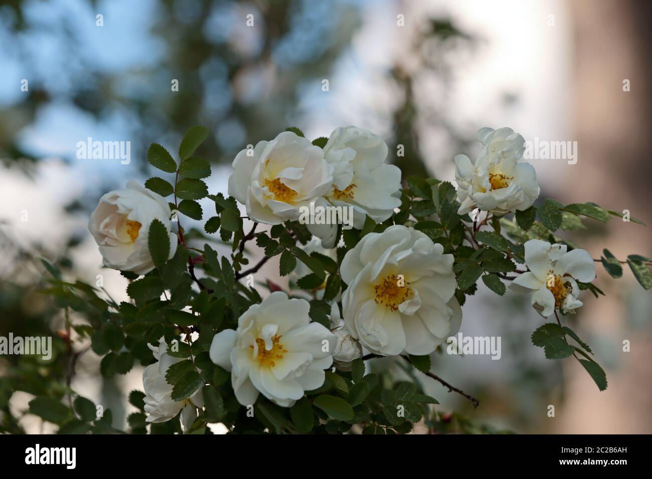 White fragrant flowers of rosa spinosissima (Rosa pimpinellifolia) blooming in summer garden Stock Photo