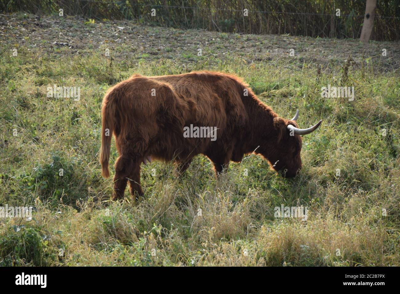 Scottish highland cattle Stock Photo