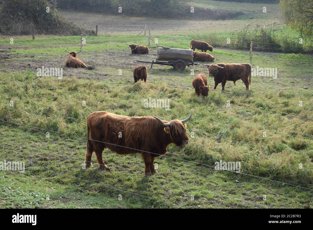 Scottish highland cattle Stock Photo