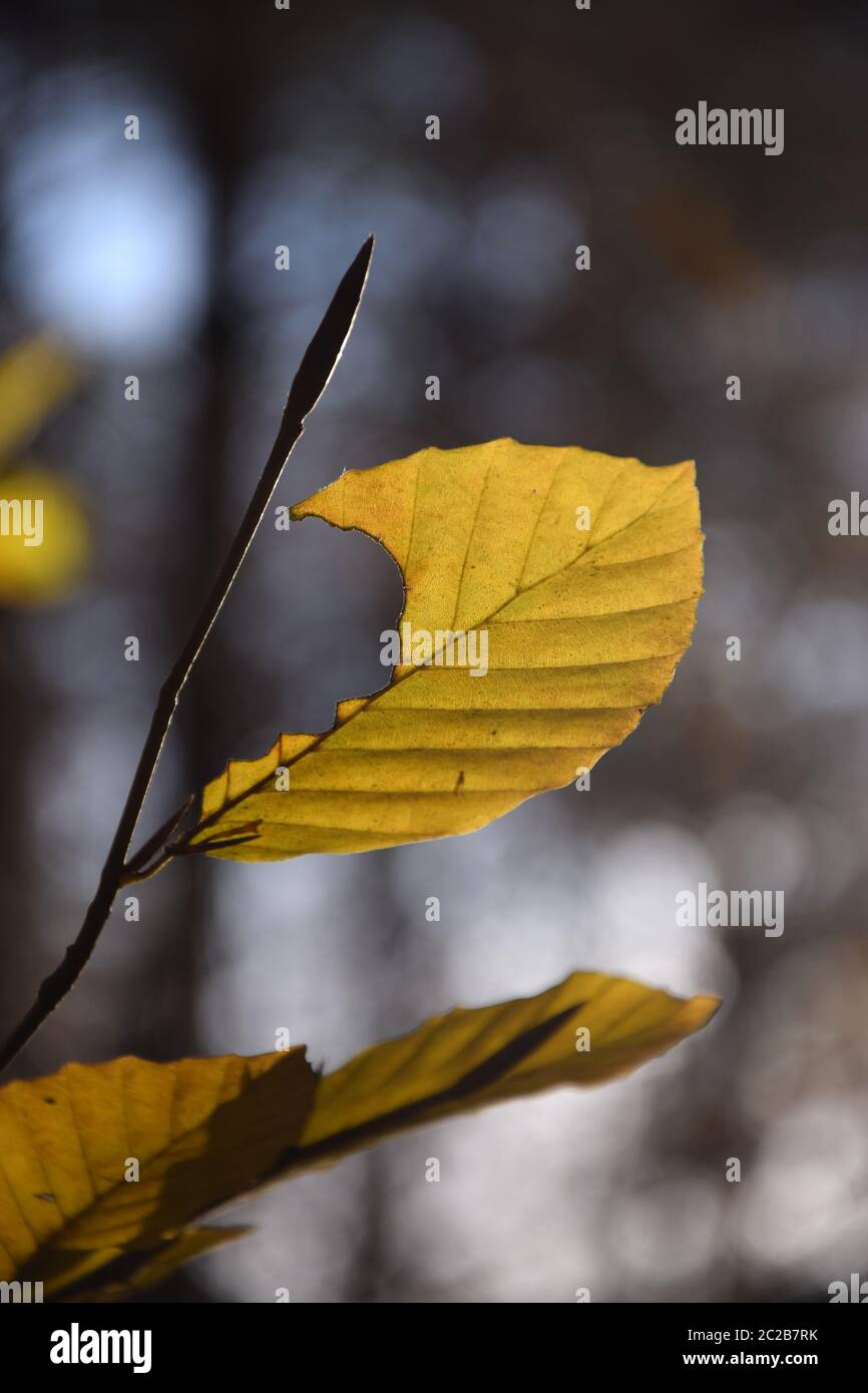 Beech leaf in autumn Stock Photo