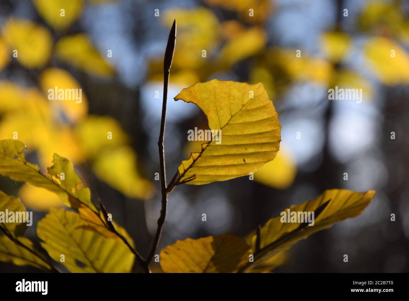 Beech leaf in autumn Stock Photo