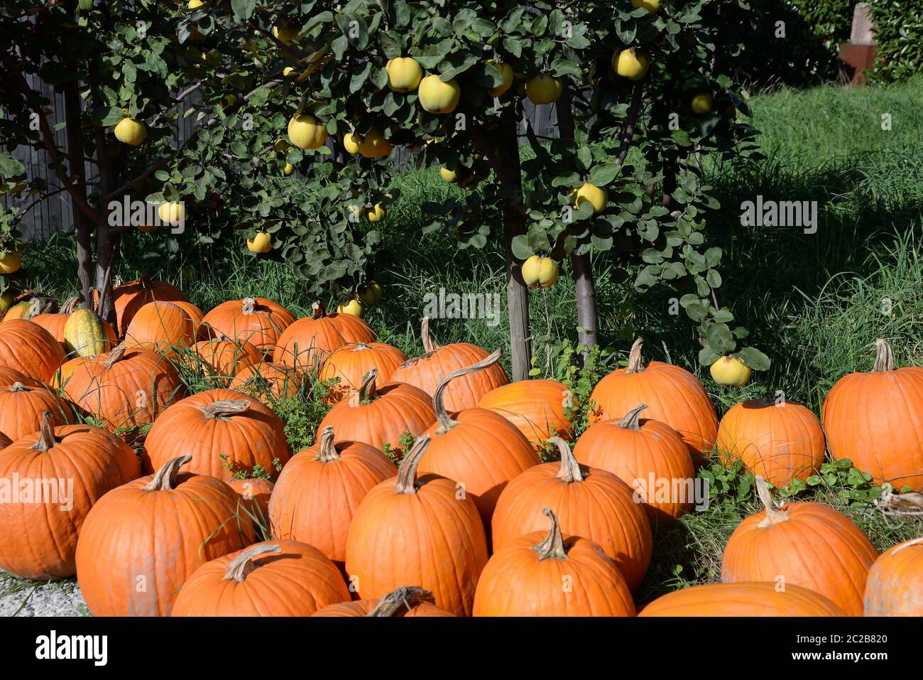 Autumn color with pumpkins hires stock photography and images Alamy