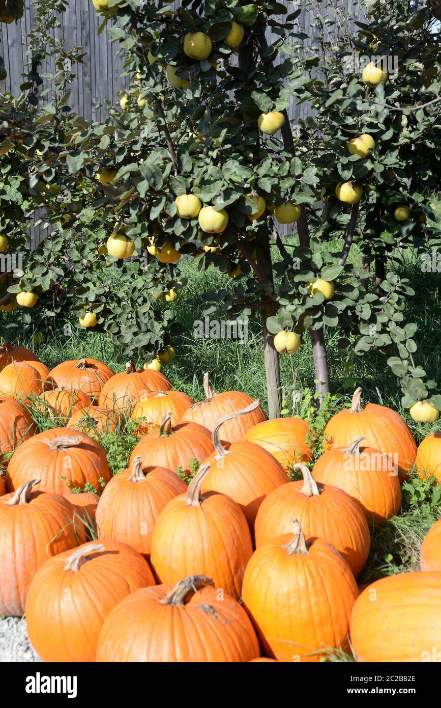 Autumn color with pumpkins hi-res stock photography and images - Alamy