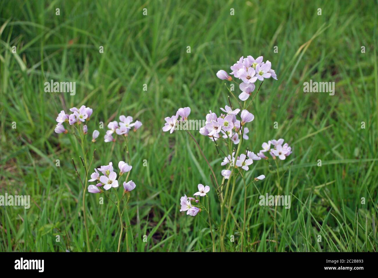 Group of pink ladies smock (Cardamine pratensis) flowers in a meadow ...